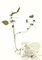 藏品(透莖冷水麻)的圖片